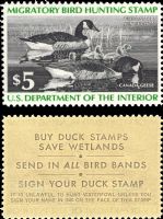 Scott RW43<br />$5.00 Family of Canada Geese - Issued 1976<br />Pane Single<br /><span class=quot;smallerquot;>(reference or stock image)</span>
