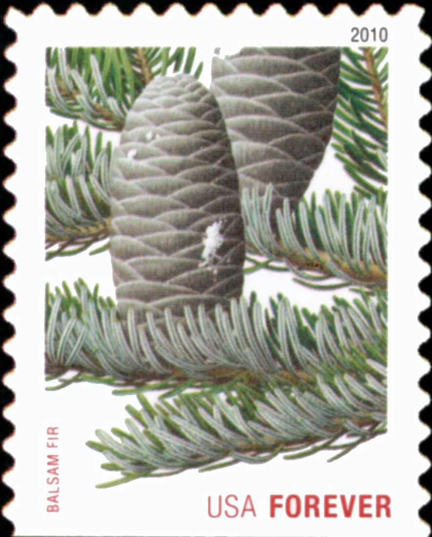 Balsam Fir